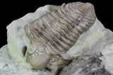 Fossil Brachiopod And Trilobite Plate - Indiana #106303-3